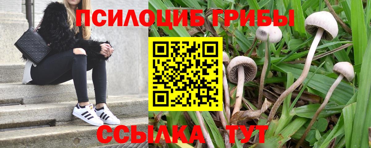 Борисоглебск  Псилоцибиновые грибы Cubensis  Вход с VPN 